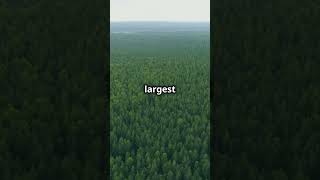 Top 3 Largest Forests in the World naturelovers facts shortsviral [upl. by Leoine24]