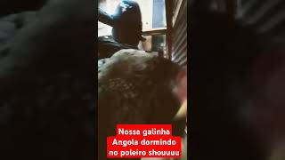 Nossa galinha Angola se chama cocota [upl. by Isadore]