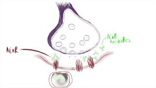 Physiology of Myasthenia Gravis [upl. by Hajed]