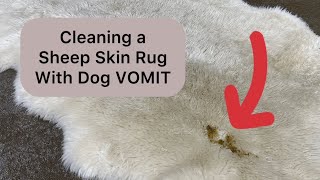 Cleaning Dog VOMIT on a Sheep Skin Rug asmr rugcleaning oddlysatisfying [upl. by Edaj]