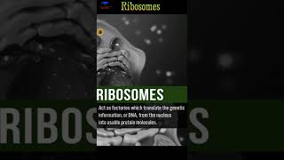 The Ribosomes Biological short video  shorts ribosomes [upl. by Blackstock352]