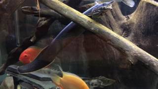 Fire Eel and Severum Bichir tank [upl. by Cavanaugh]