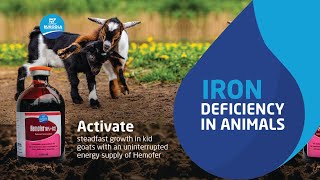 How Iron Deficiency Can Impact Your Livestock Production [upl. by Longmire435]