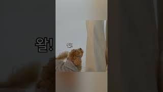 차수민의 프로필 촬영을 녹여버린 루이🐶 등장 [upl. by Anna]