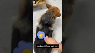 crazy looking dog  goofy looking dogs dogsloversworld dogsfails youtubeshort [upl. by Loux]