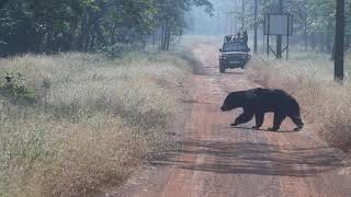 SLOTH BEAR wildlife nature wildlifesanctuary photographysarfarazphotography [upl. by Esdnyl]