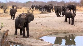 Hwange National Park Zimbabwe [upl. by Aneert]