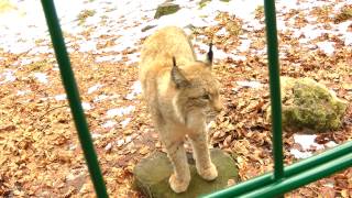 Wildpark Hundshaupten Neros Fauchduell mit dem bedrohlichen Luchs [upl. by Alletse]