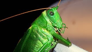 Alien  like Locust Mouthparts amp Breathing Upclose [upl. by Noemad35]