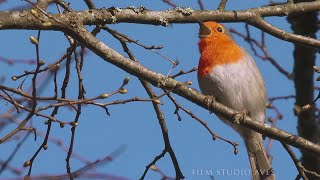 Зарянка Erithacus rubecula  весенняя песня  Film Studio Aves [upl. by Lait]