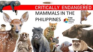 20 KAKAIBANG MAMMALS SA PILIPINAS  RARE LAND MAMMALS IN PHILIPPINES [upl. by Trab]