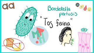 BORDETELLA PERTUSSIS Tos Ferina [upl. by Michaella]