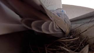 Bird Nest Livestream [upl. by Longfellow]