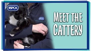 Meet the Cattery [upl. by Roman]