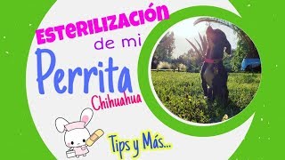 Esterilización Perrita Chihuahua [upl. by Vashtia]