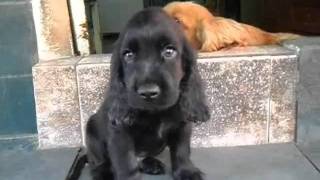 Filhote de cocker spaniel ingles preto [upl. by Rossing264]