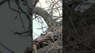 Adorable baby owls in nest • Cute owl babies  babyowl owl wildlife [upl. by Margaux]