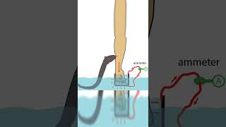 How Eels generate the electric shockscience facts trending shorts eel fishing nature sea [upl. by Sparkie]