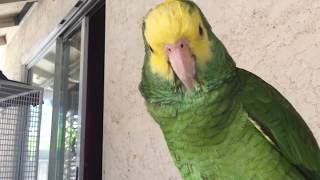 Amazon parrot talking like no other parrot [upl. by Deckert]