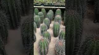 변경주 carnegiea gigantea 사구아로 기둥선인장 200년사는선인장 변경주 세원선인장 🌵 cereus saguaro shorts cactus 기둥대장 [upl. by Gans]