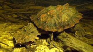 JeanMichel Cousteau dives with a mata mata turtle [upl. by Zacherie]