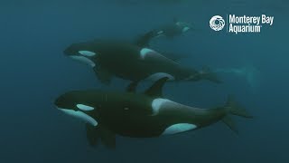 White Shark vs Orca – Who’s the Top Predator [upl. by Vasily685]