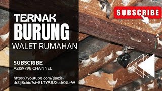 TERNAK BURUNG WALET  BUDIDAYA BURUNG WALET RUMAHAN [upl. by Yecaj]