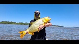 DELPESCADORTV572 BAGRES DE MAR EN BERISSO DORADOS EN SALTO URUGUAY VARIADA EN SAN BLAS [upl. by Crescantia]