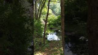 Resting spot by summer brook brook bodhishort natureshort [upl. by Zebulen109]