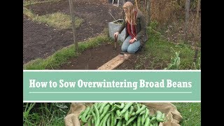 How to Grow Overwintering Broad Beans [upl. by Emmerich376]