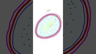 Aminoglycosides Antibiotics Mechanism of Action Explained [upl. by Solracsiul]