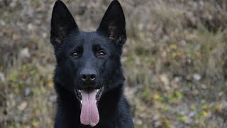 150 Unique Black German Shepherd Names [upl. by Elayor749]