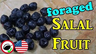 Salal Berry Review Gaulthoria shallon  Weird Fruit Explorer Ep 328 [upl. by Anaert]