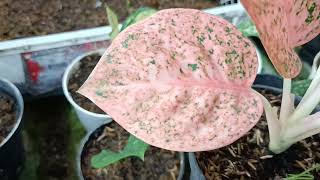 Beautiful Aglaonema Collection Aglaonema Golden Hope Lotus Delight Stardust Orange Dud Tricolor [upl. by Harutek967]