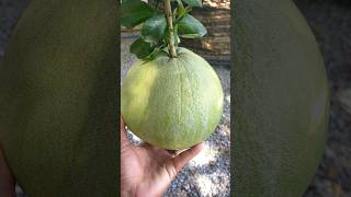 Amazing Young Orange fruit [upl. by Leehar]