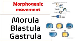 morulablastula or gastrula in hindi morphogenic movement explained [upl. by Jemina]