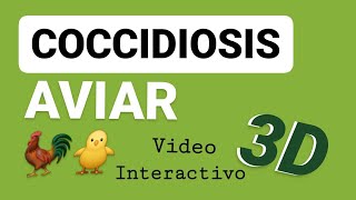 Coccidiosis Aviar  Video 3D  Avicultura Eimeria Ciclo Biológico  Tenella [upl. by Egiaf496]