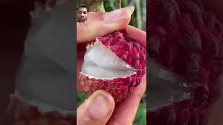 litchifruit amazingfacts litch amazing litchigarden litchijuice fruit plants youtubevideo [upl. by Ahselrak]