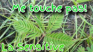 LA SENSITIVE UNE PLANTE EXTRAORDINAIRE [upl. by Anthia]