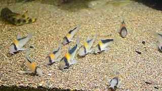 Corydoras adolfoi [upl. by Eitsrik]