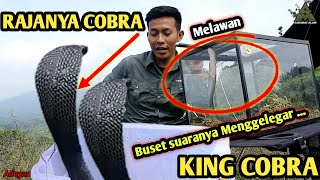 RAJA DIATAS RAJA ULAR ULAR KING COBRA VS COBRA JAWA JUMBO PERBEDAAN KING COBRA DAN COBRA JAWA [upl. by Peggir393]