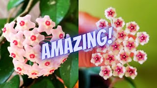 3 Simple Hoya Plant Care Tips  How to Get Your Hoya To Bloom  Plant Care Tips [upl. by Ecyt]