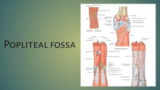 Popliteal fossa boundaries contents clinicalimportance [upl. by Gusba590]