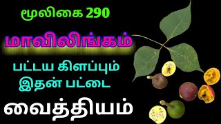 மாவிலிங்க மரம்பட்டைமாவிலங்கம்MavilingamCrateva Religiosaஅலசல்Alasal [upl. by Etolas]