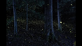 Photuris  Synchronous Fireflies of Congaree National Park [upl. by Salot]