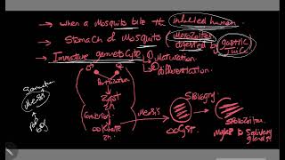 life cycle of plasmodium malaria [upl. by Amairam]