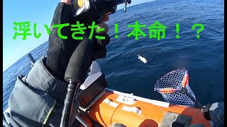 話題のオモックでアマダイ釣り！果たしてこれで釣れるのか！？ [upl. by Mahon119]