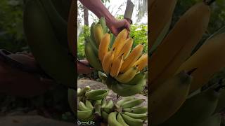 Ripe bananas in the garden fruit satisfying farming garden greenlife [upl. by Ynoyrb]