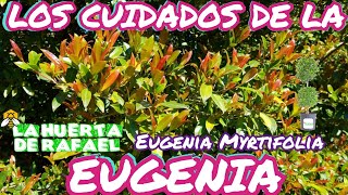 los cuidados de la Eugenia o arbusto Eugenia y sus propiedades•Eugenia Myrtifolia•7MaTemporada [upl. by Geffner807]