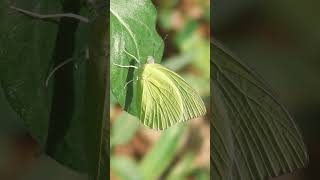 Common Emigrant Lemon Migrant Lemon Emigrant Catopsilia pomona [upl. by Selestina153]